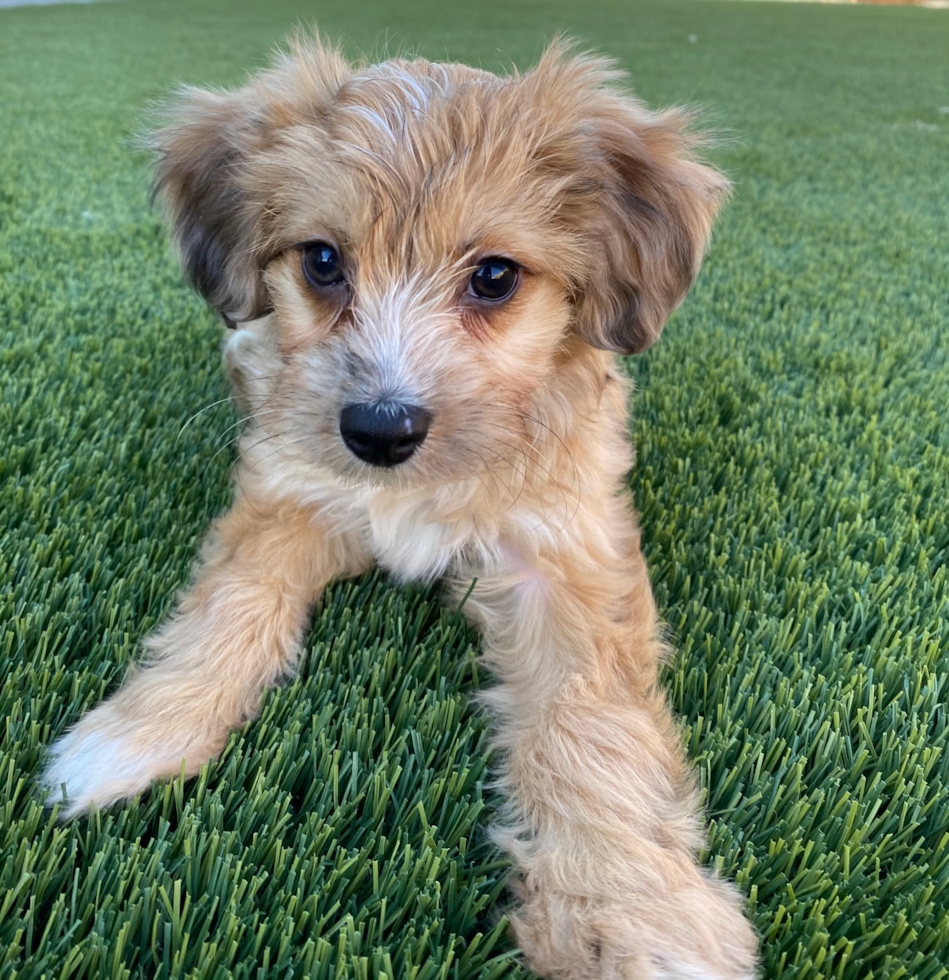 Ridgecrest Mini Aussiedoodle Pup