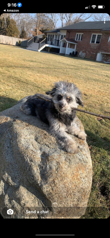 Happy Mini Aussiedoodle Pup in Stanhope NJ