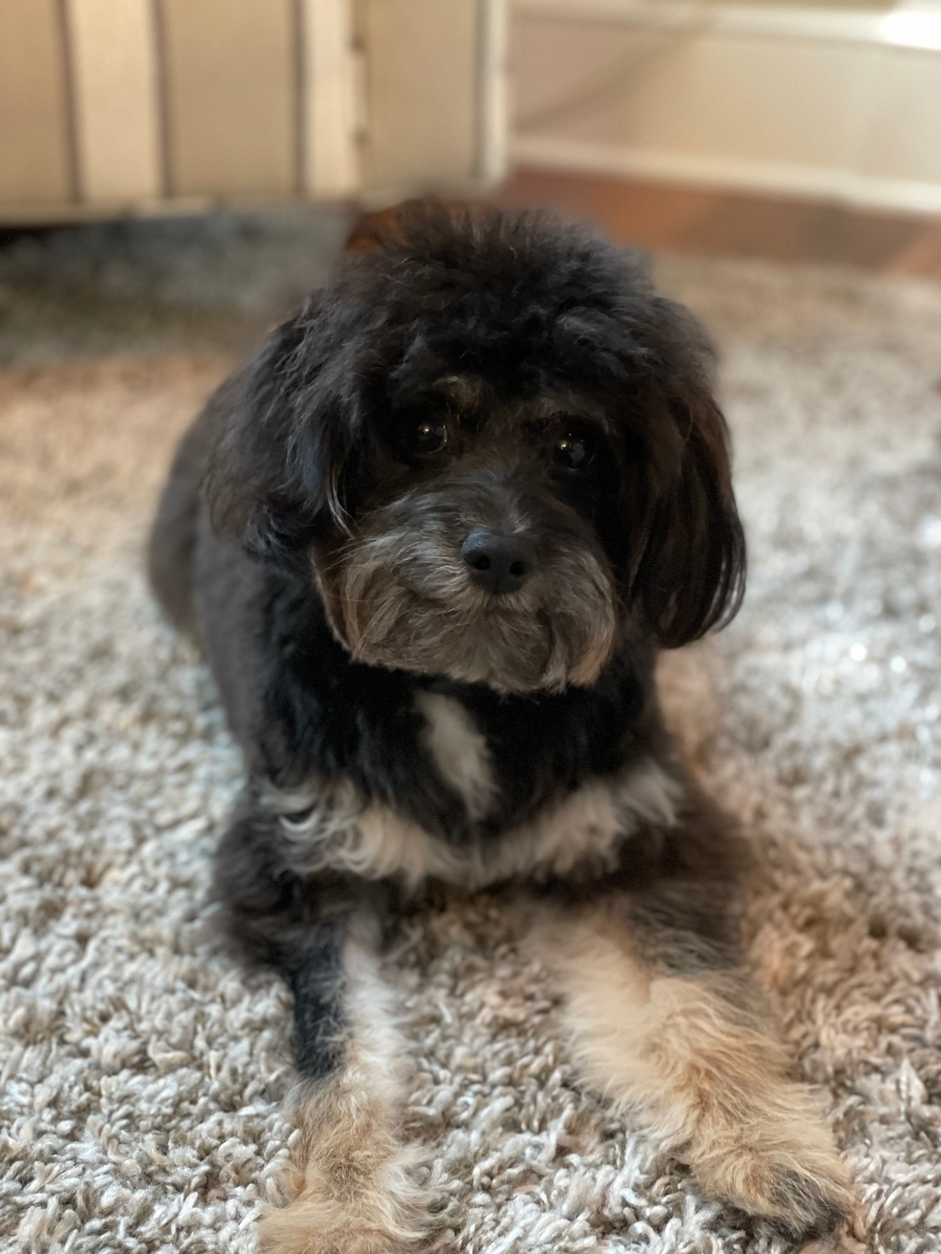 Mini Aussiedoodle Pup Being Cute