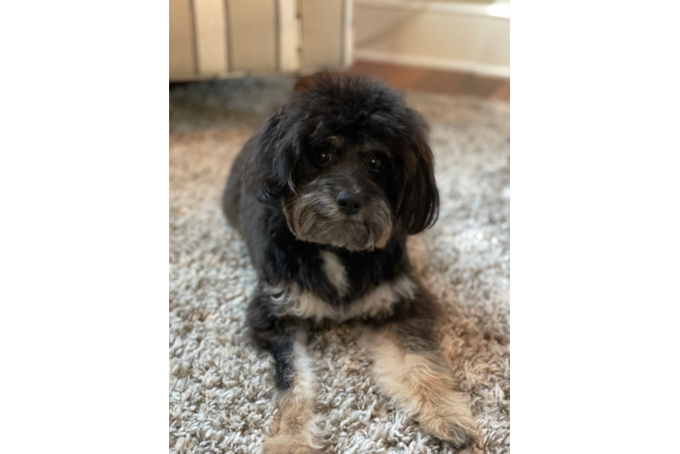 Mini Aussiedoodle Pup Being Cute