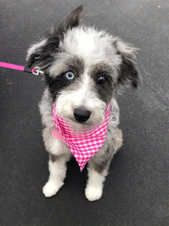 Sweet Mini Aussiedoodle Pup