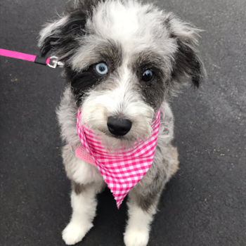 Sweet Mini Aussiedoodle Pup