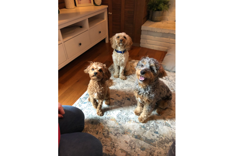 Best Mini Aussiedoodle Baby