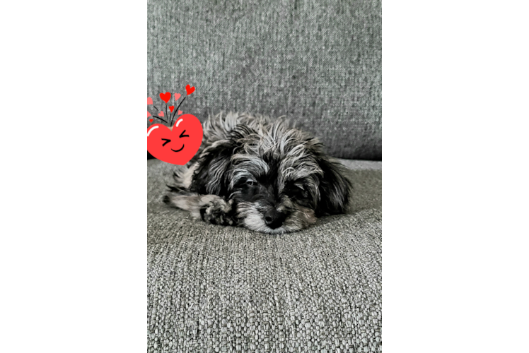 Sweet Mini Aussiedoodle Baby