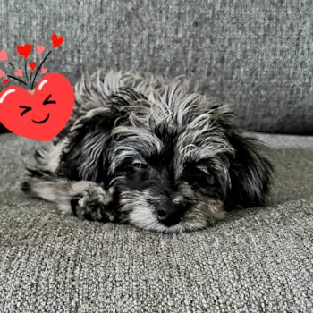 Elizabethtown Mini Aussiedoodle Pup