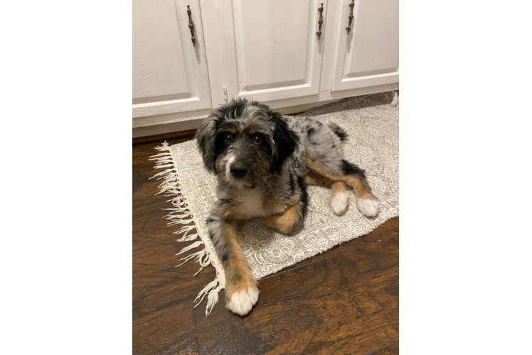 Popular Mini Bernedoodle Poodle Mix Pup