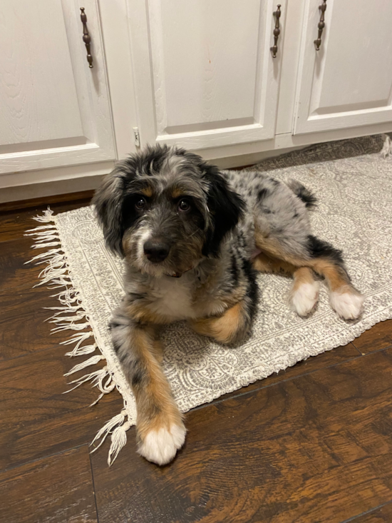 Happy Mini Bernedoodle Pup in Lakewood OH