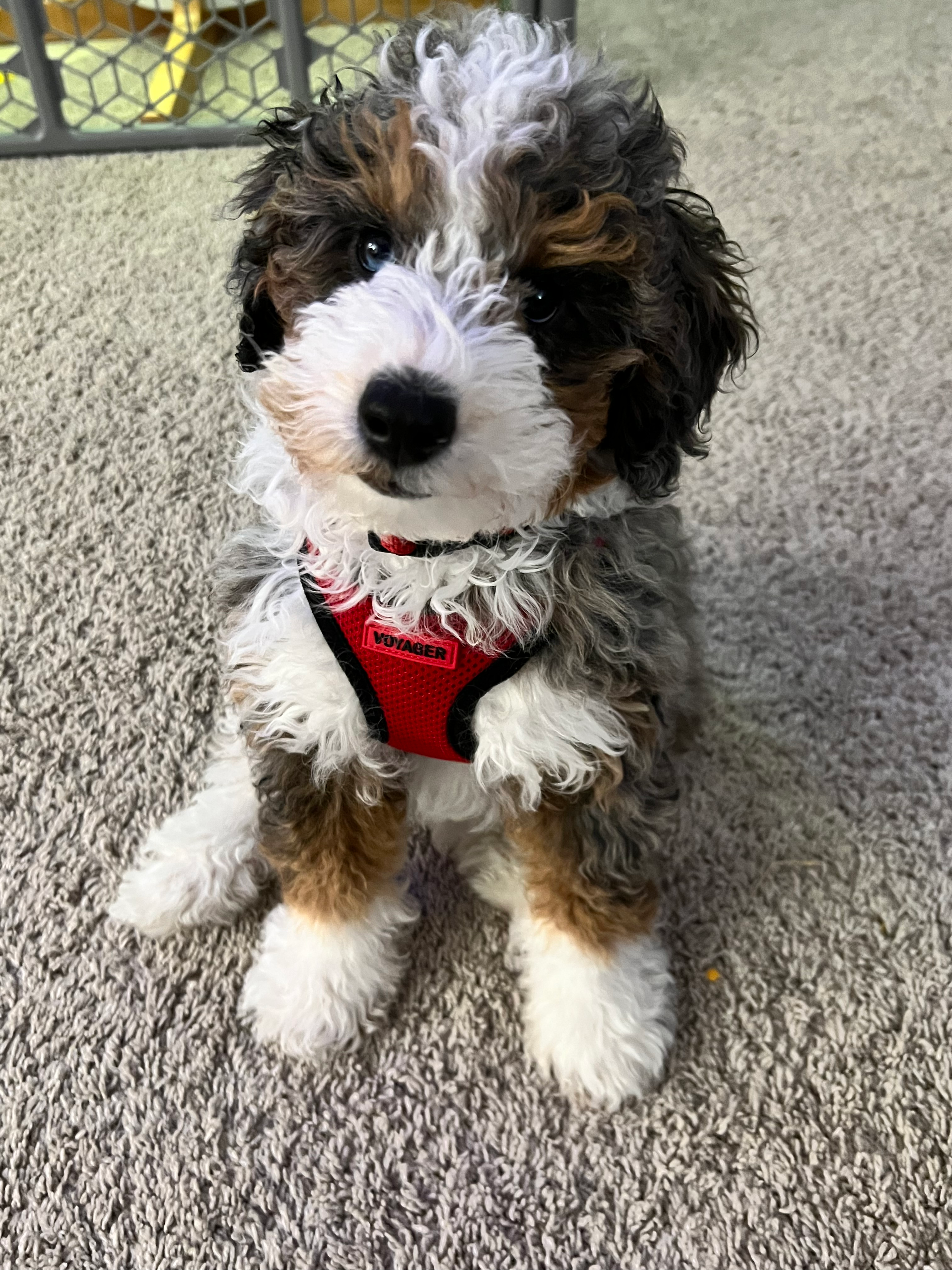 Mini Bernedoodle Puppy for Adoption
