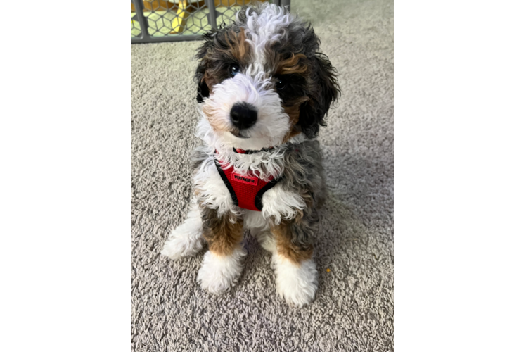 Mini Bernedoodle Puppy for Adoption