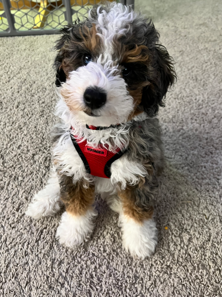 Mini Bernedoodle Being Cute