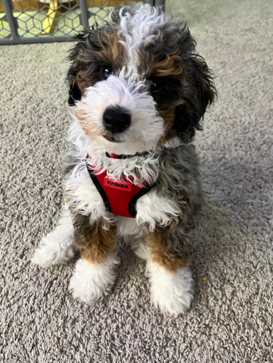 Mini Bernedoodle Being Cute