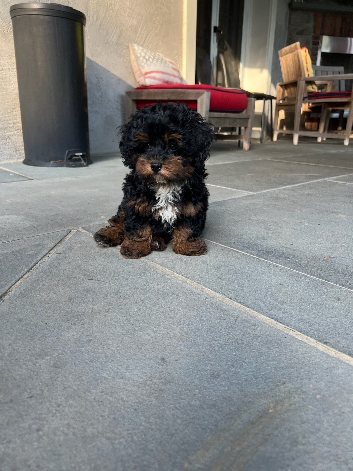 Adorable Bernadoodle Poodle Mix Puppy