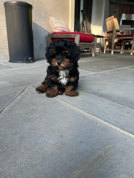 Friendly Mini Bernedoodle Pup