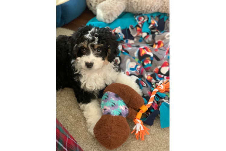 Small Mini Bernedoodle Baby