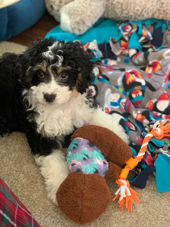 Cute Mini Bernedoodle Pup in Porter Ranch CA