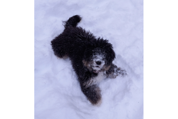 Mini Bernedoodle Puppy for Adoption