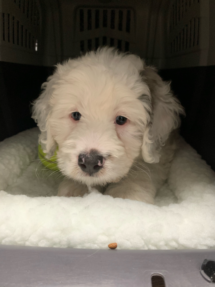 Friendly Mini Bernedoodle Pup in Surrey WA