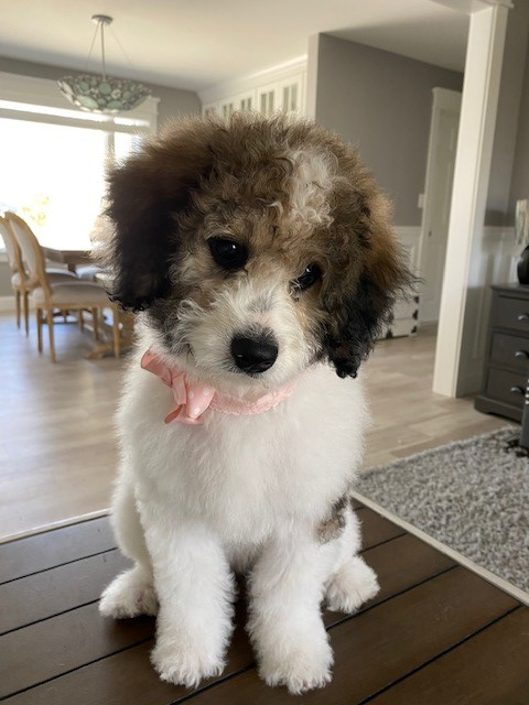 Mini Bernedoodle Puppy for Adoption
