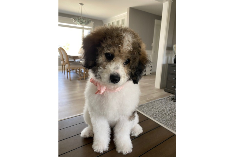 Mini Bernedoodle Puppy for Adoption