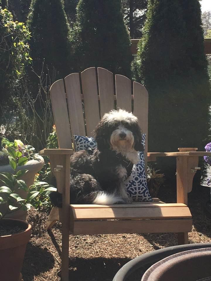 Playful Bernadoodle Poodle Mix Puppy