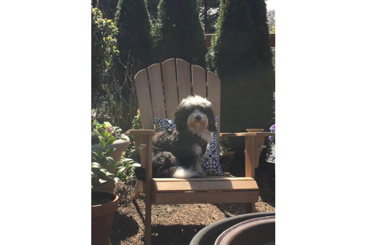 Playful Bernadoodle Poodle Mix Puppy