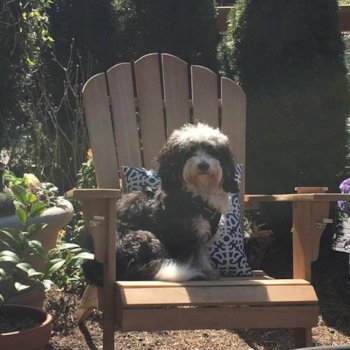 Sweet Mini Bernedoodle Pup in Gearhart OR