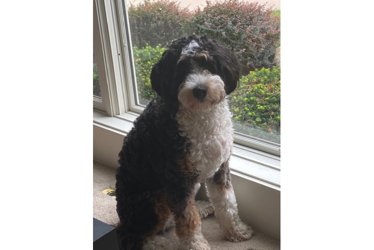 Mini Bernedoodle Puppy for Adoption