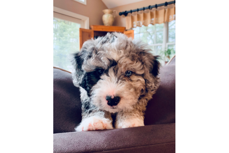 Best Mini Bernedoodle Baby