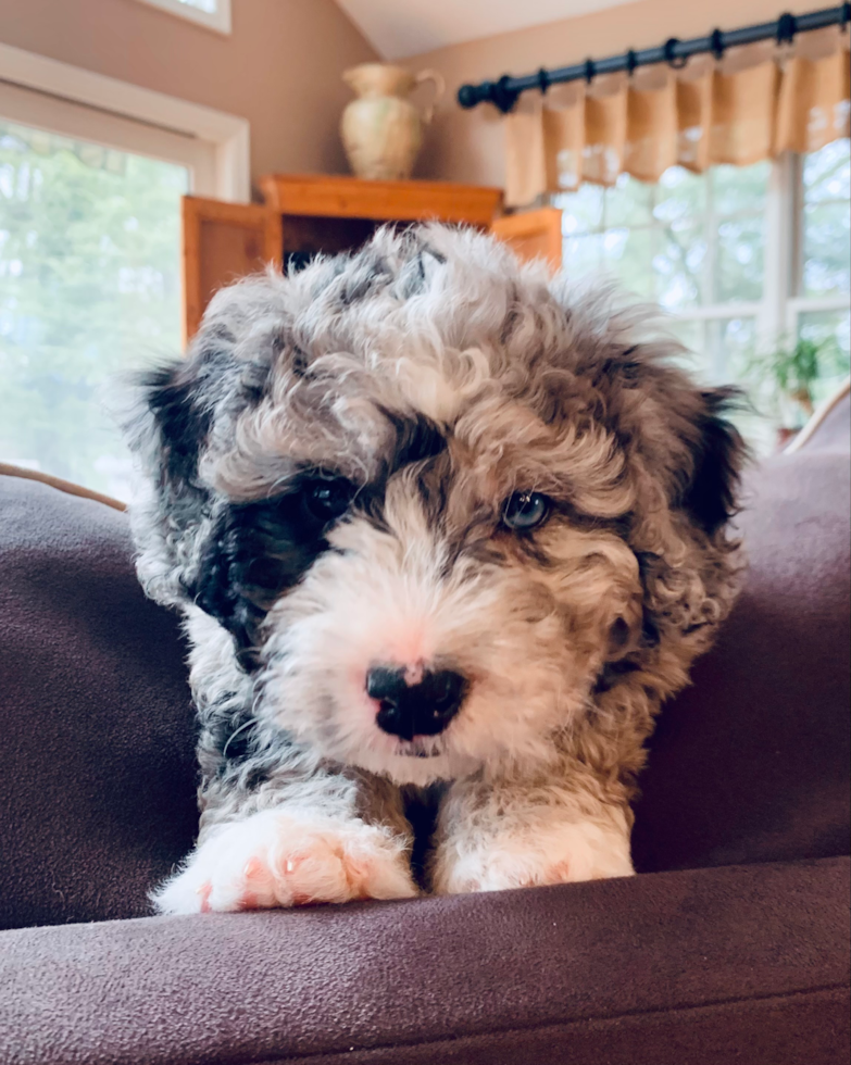 Port Allegany Mini Bernedoodle Pup