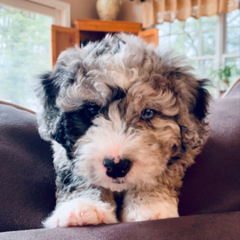 Port Allegany Mini Bernedoodle Pup