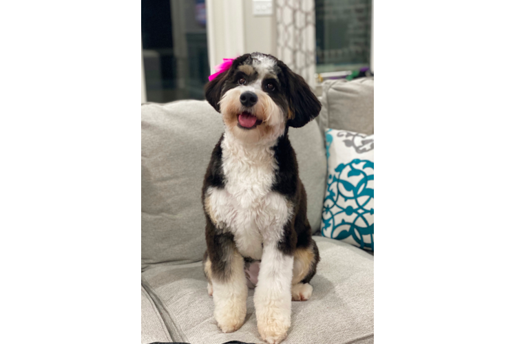 Small Mini Bernedoodle Baby