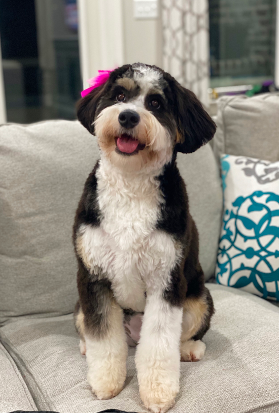 Adorable Mini Berniedoodle Poodle Mix Pup