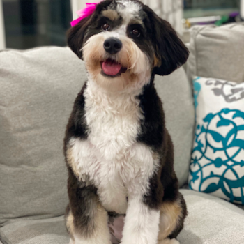 Adorable Mini Berniedoodle Poodle Mix Pup