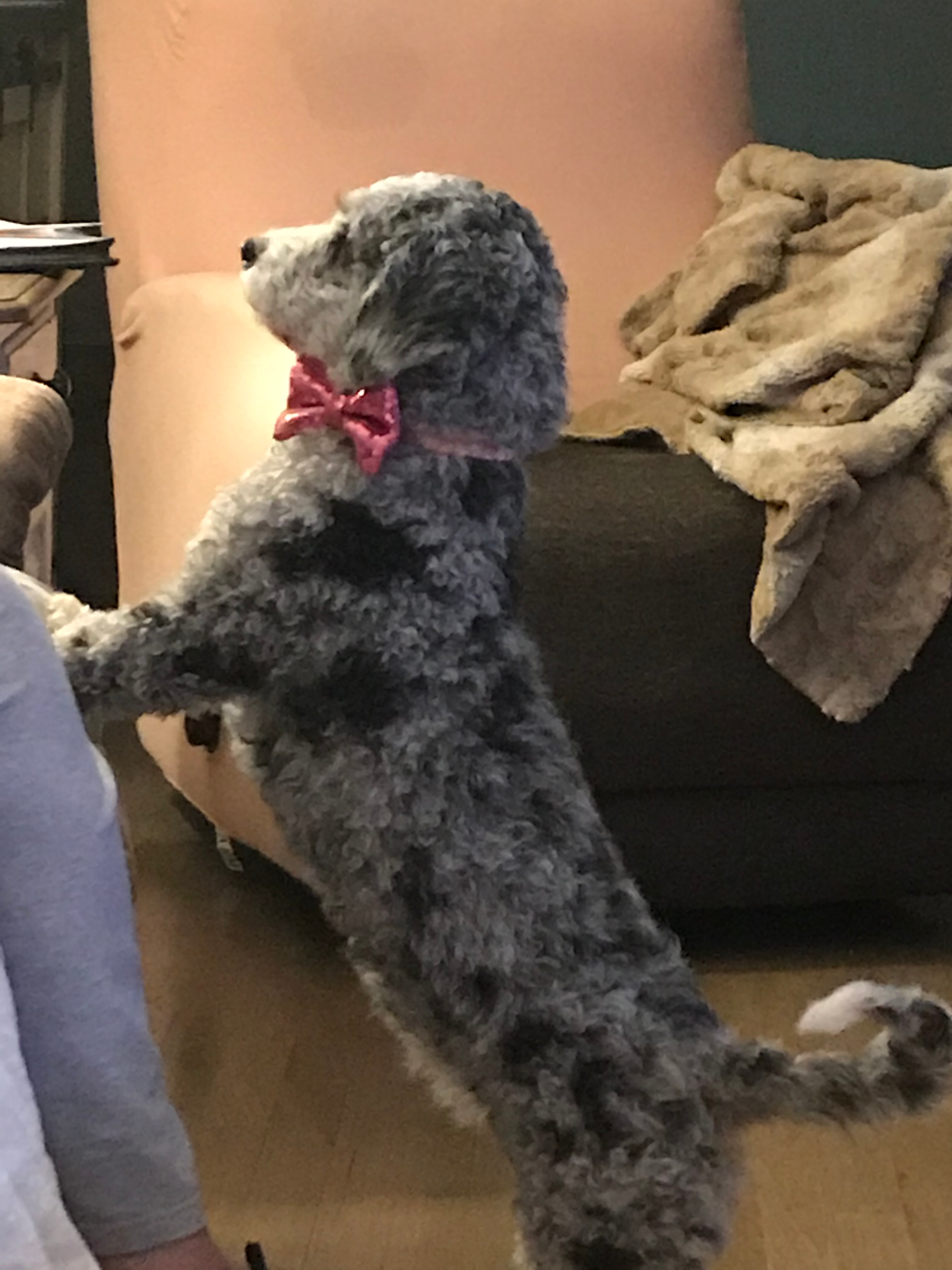 Small Mini Bernedoodle Baby