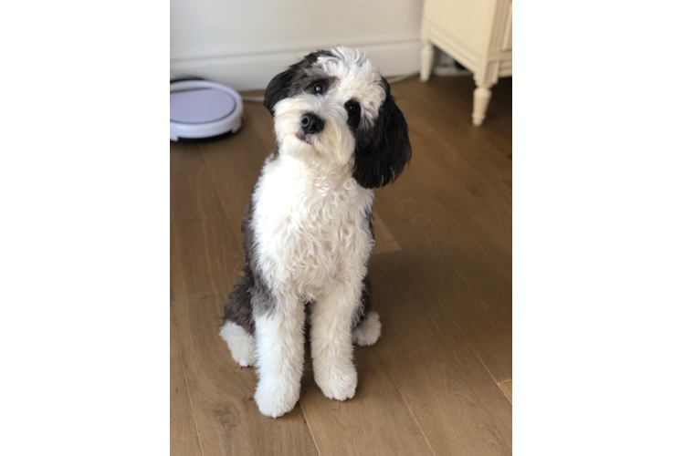 Mini Bernedoodle Puppy for Adoption