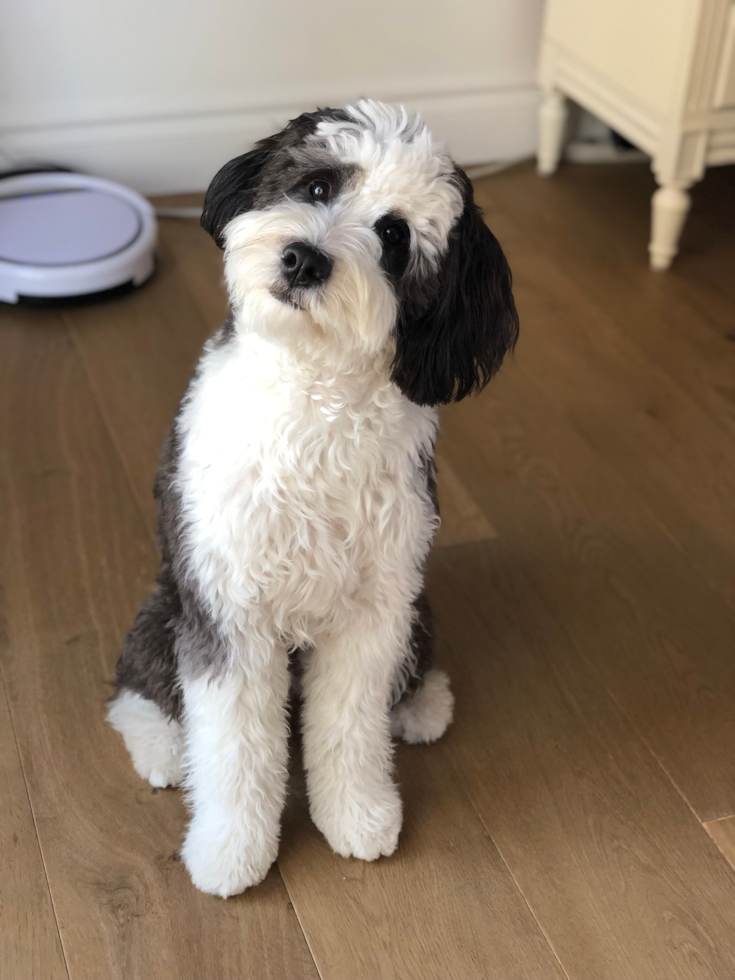 San Antonio Mini Bernedoodle Pup