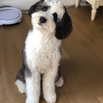 San Antonio Mini Bernedoodle Pup