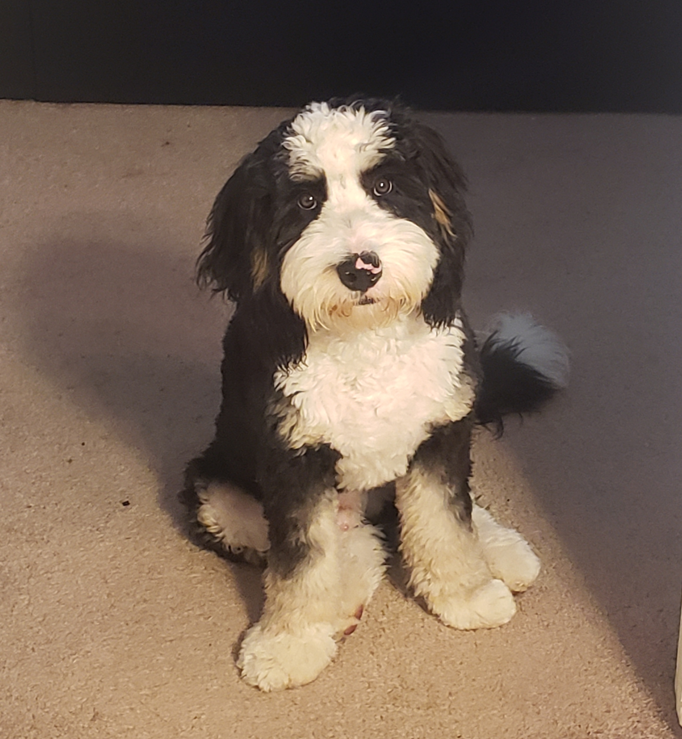 Adorable Mini Berniedoodle Poodle Mix Puppy
