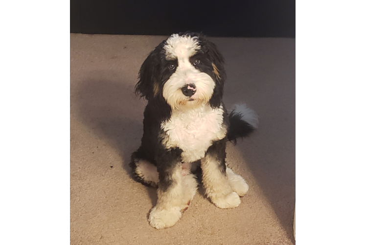 Adorable Mini Berniedoodle Poodle Mix Puppy