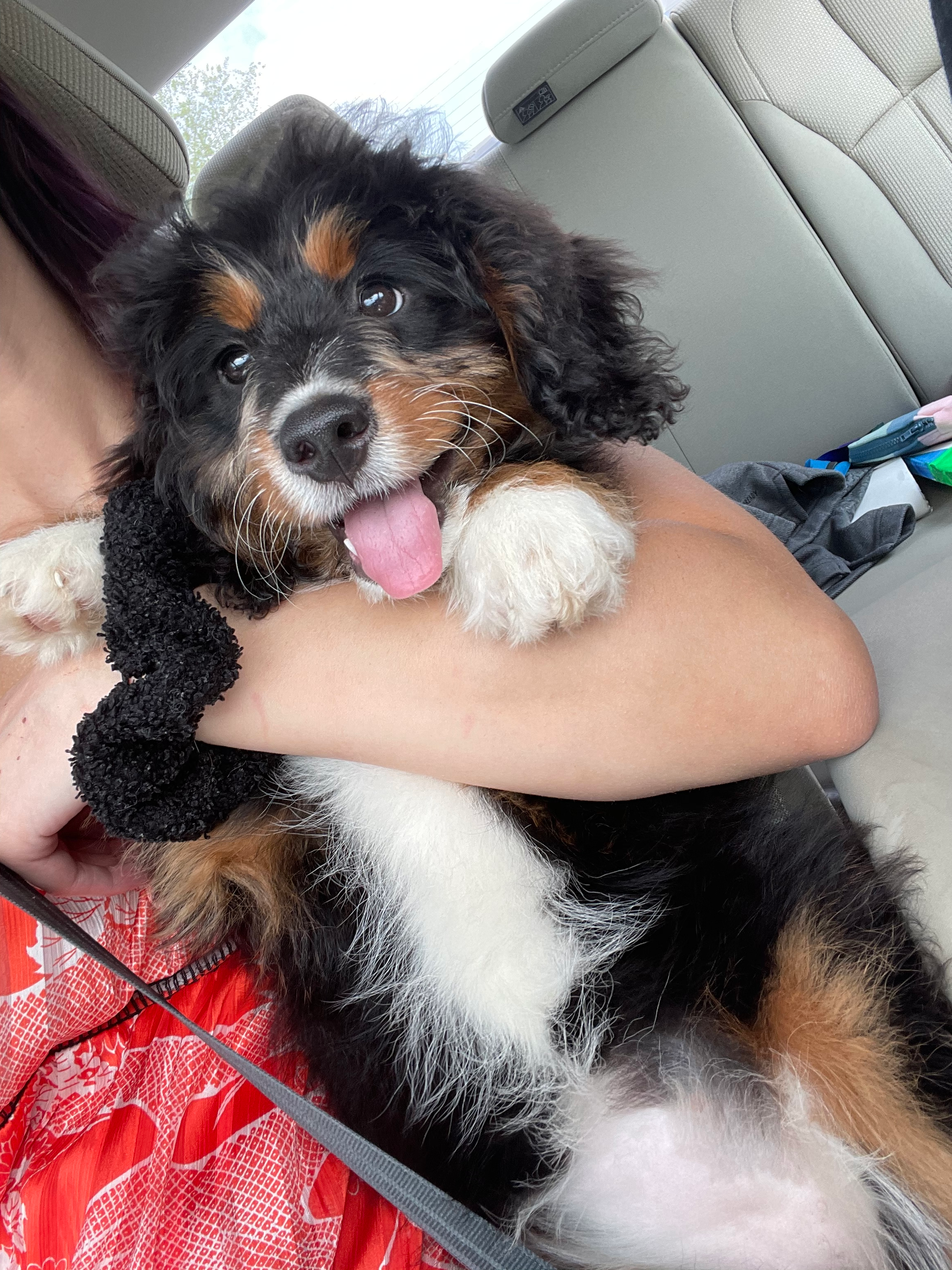 Cute Mini Bernedoodle Baby