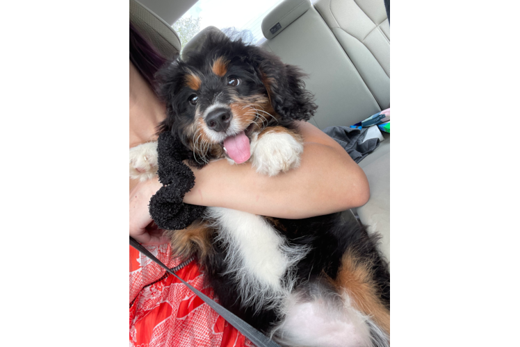 Cute Mini Bernedoodle Baby