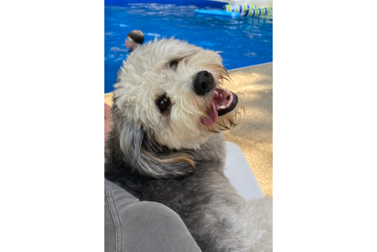 Energetic Bernadoodle Poodle Mix Puppy