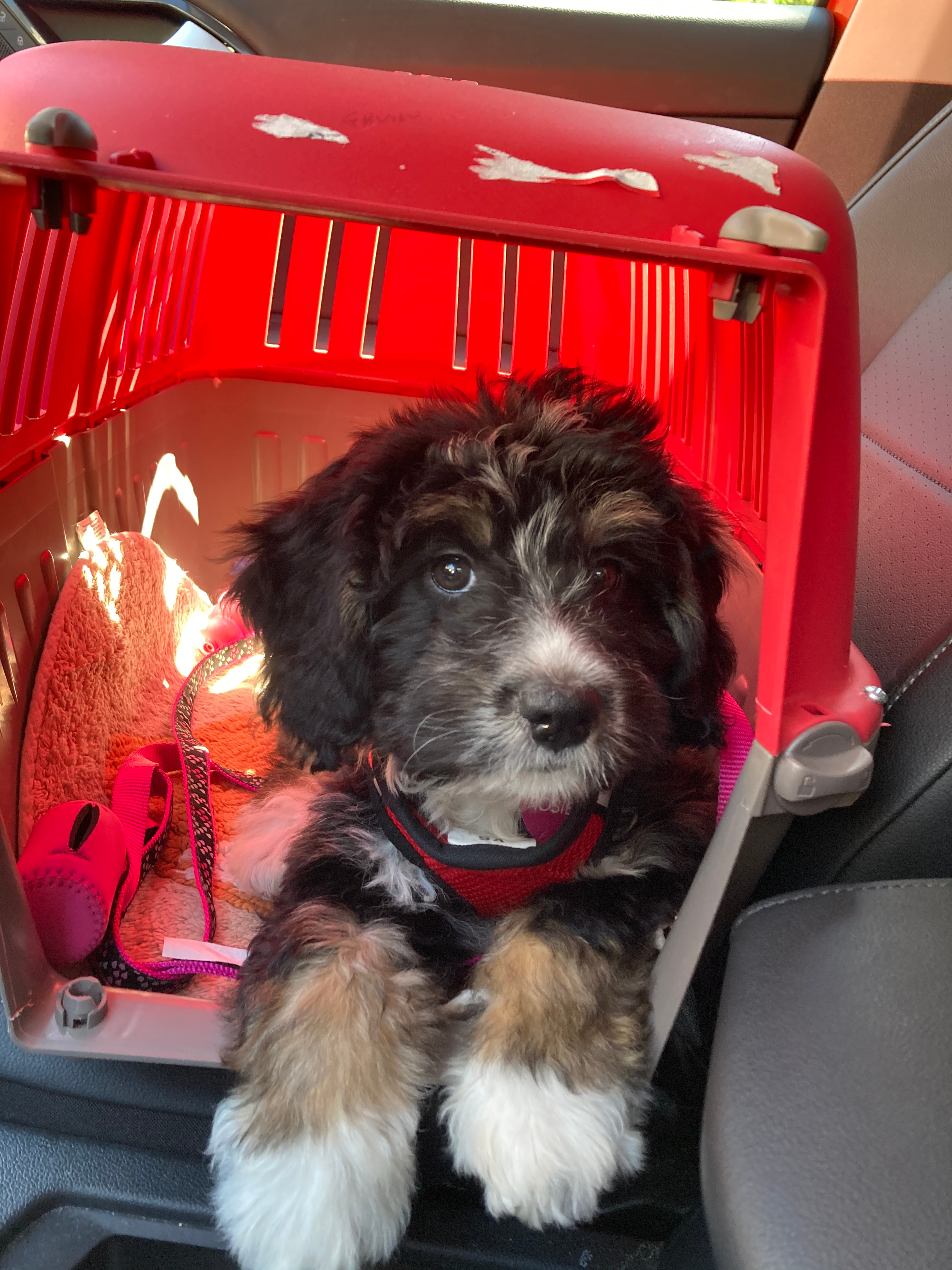 Happy Mini Bernedoodle Baby
