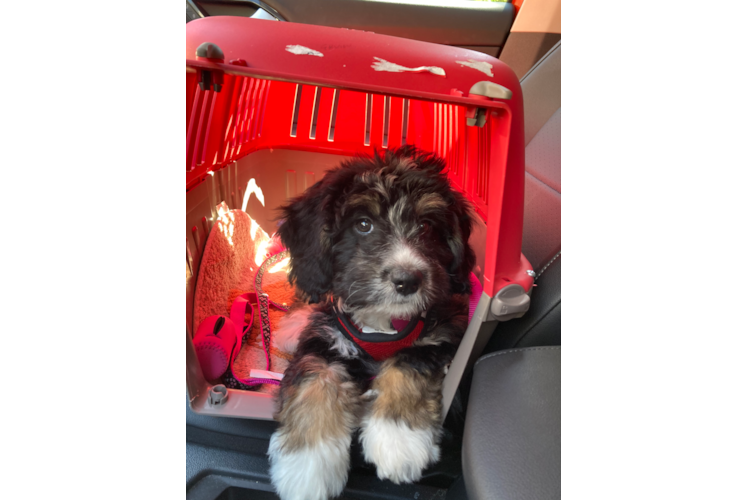 Happy Mini Bernedoodle Baby