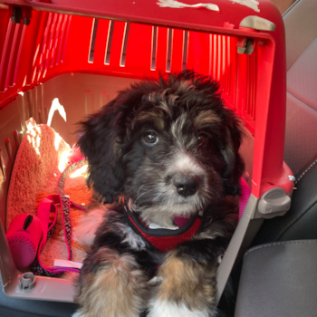 Small Mini Bernedoodle Pup