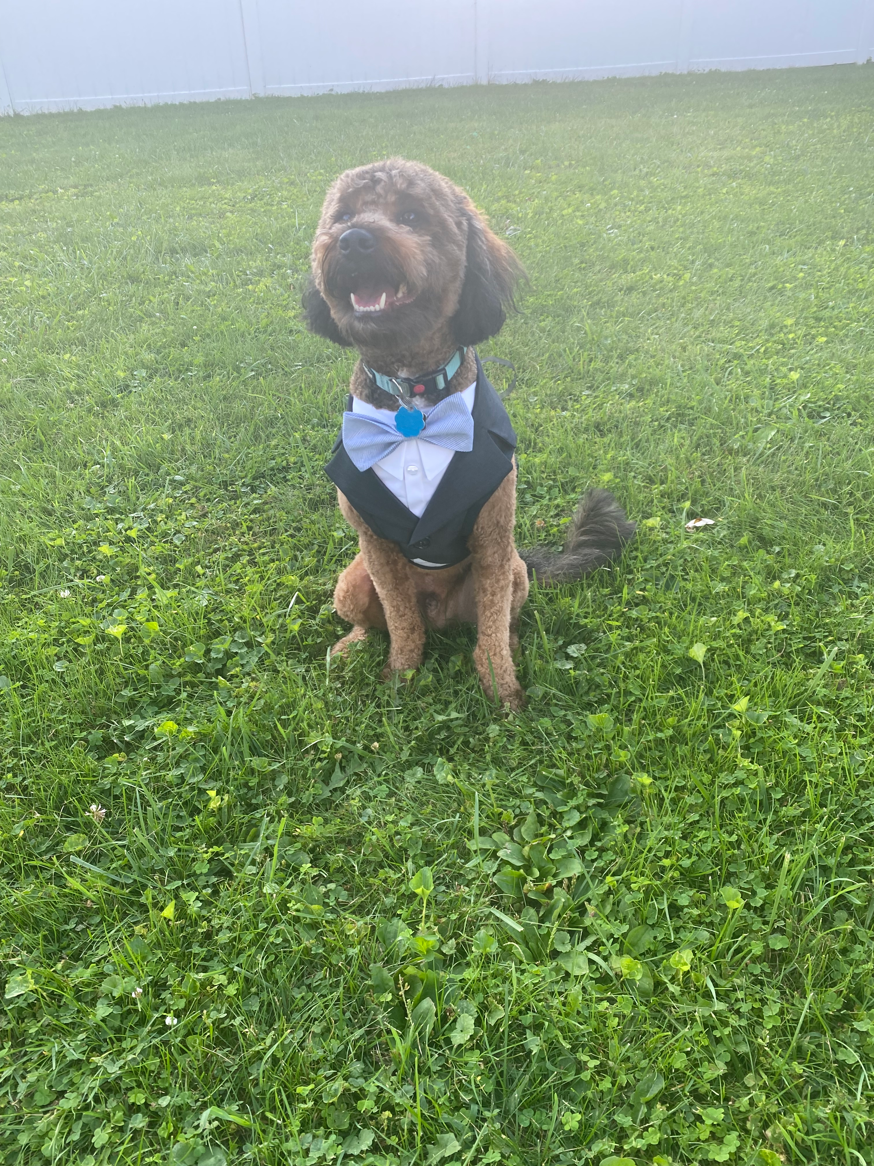Mini Bernedoodle Puppy for Adoption