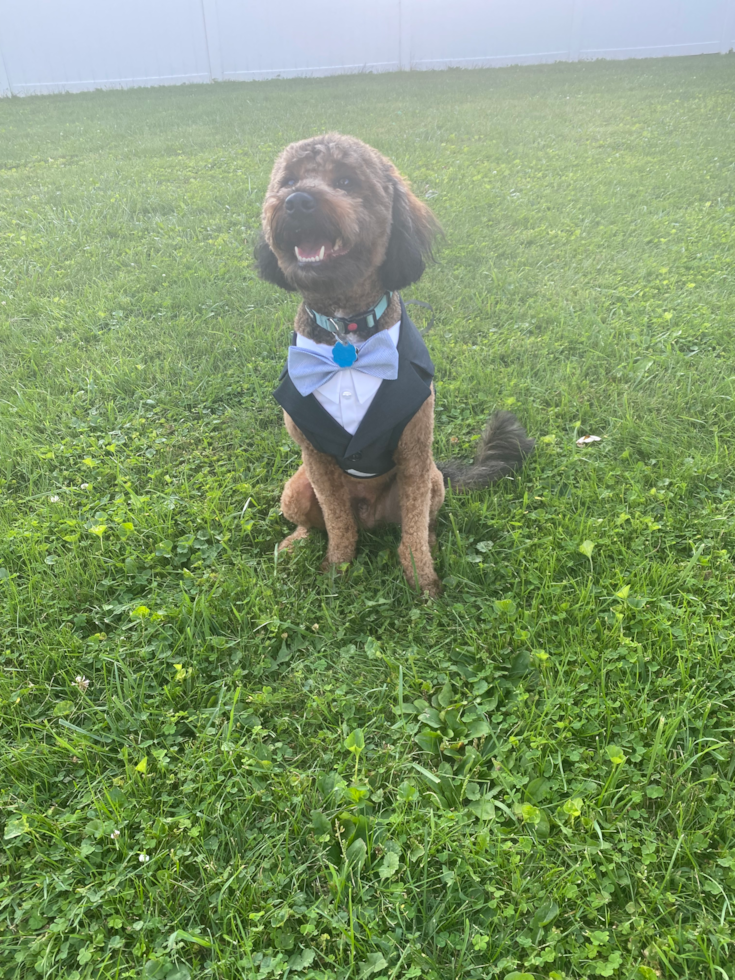 Friendly Mini Bernedoodle Pup in Crescent PA