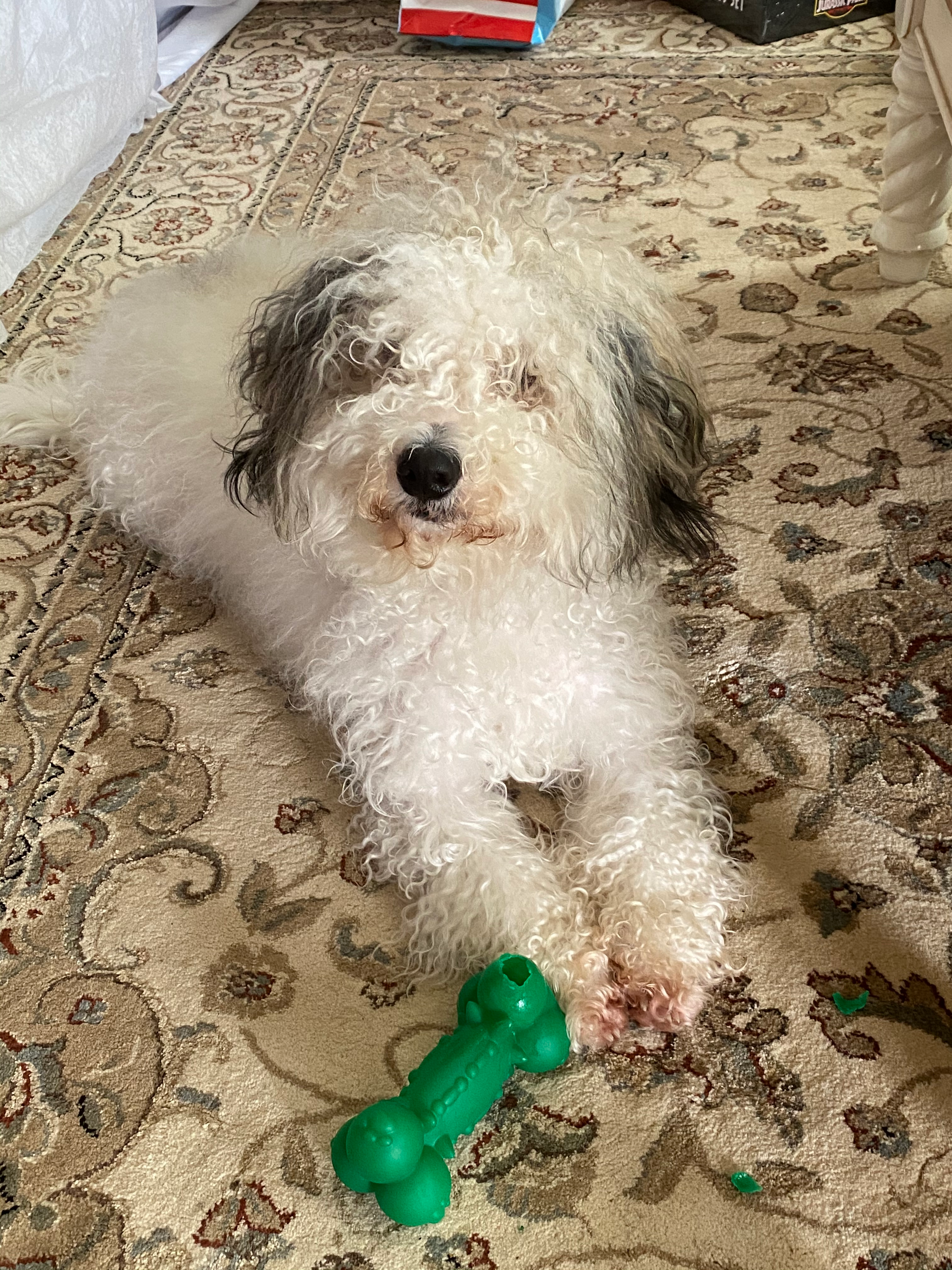 Smart Mini Bernedoodle Poodle Mix Pup