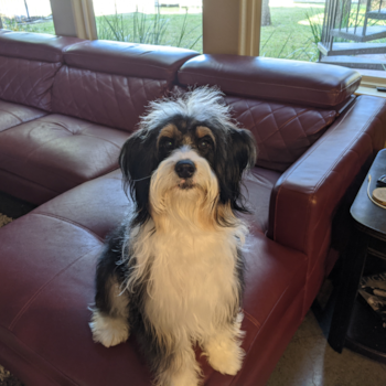 Cute Mini Bernedoodle Pup in Kingsland TX