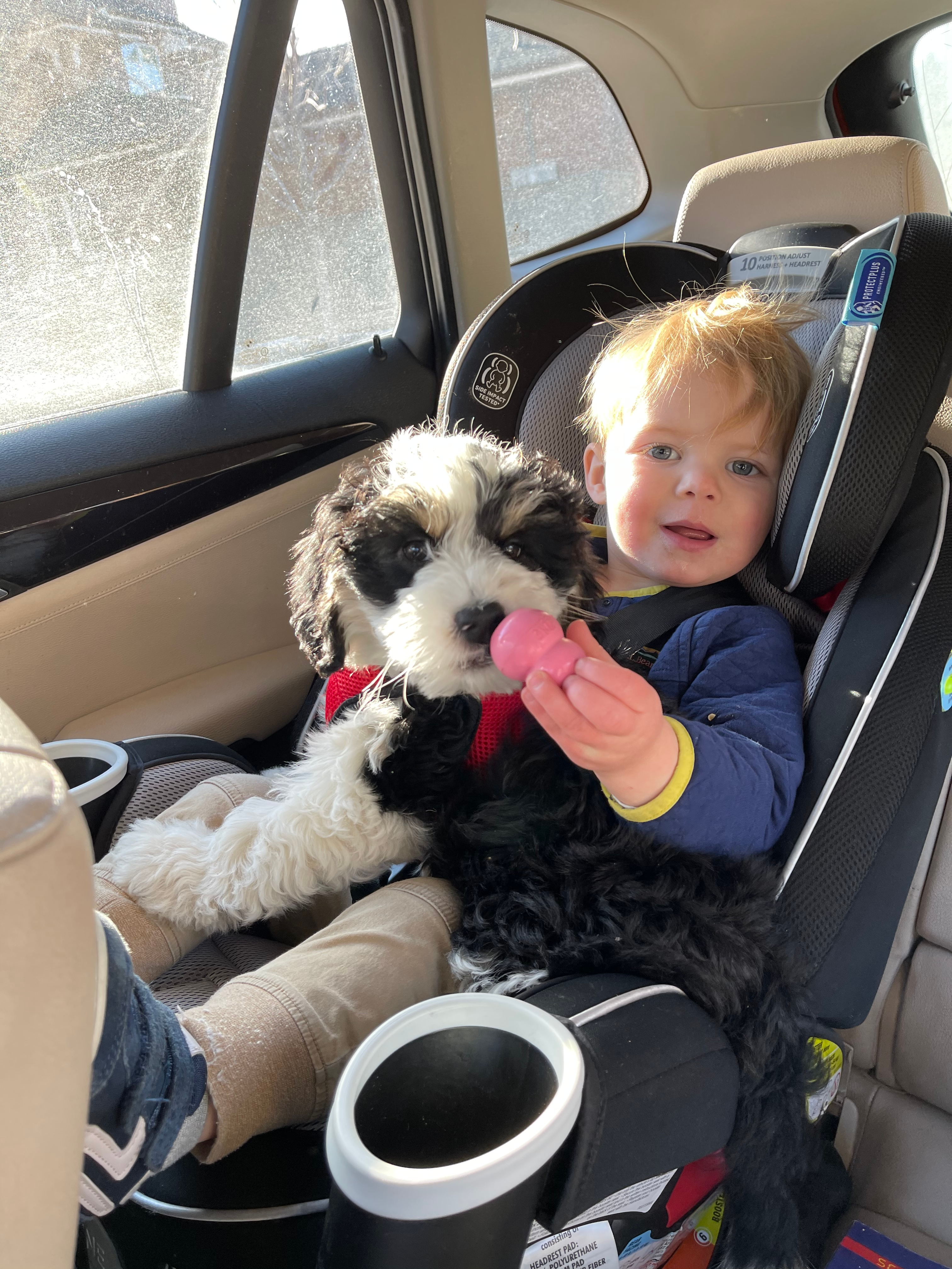 Energetic Mini Berniedoodle Poodle Mix Puppy